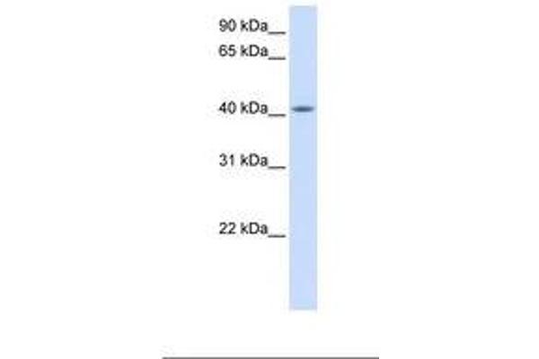 FAM54A 抗体  (AA 254-303)