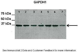Lanes:   Lane 1-7: 30 ug rat heart extract  Primary Antibody Dilution:   1:2000  Secondary Antibody:   Anti-Rabbit HRP  Secondary Antibody Dilution:   1:3000  Gene Name:   GAPDH  Submitted by:   Yanfei QI, University of Florida (GAPDH antibody  (Middle Region))