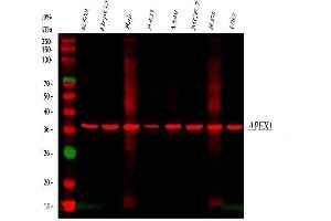 Western blot analysis of APEX1 using anti-APEX1 antibody (ABIN3043785). (APEX1 antibody  (AA 2-318))