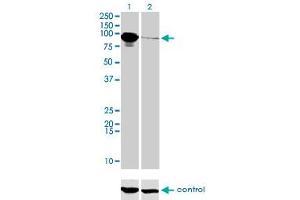 Western blot analysis of THNSL1 over-expressed 293 cell line, cotransfected with THNSL1 Validated Chimera RNAi (Lane 2) or non-transfected control (Lane 1). (THNSL1 antibody  (AA 151-250))