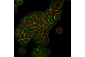 Confocal Immunofluorescence of MCF-7 cells EpCAM Mouse Monoclonal Antibody (EGP40/1373). (EpCAM antibody  (Extracellular Domain))