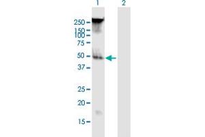 Western Blot analysis of FAM55B expression in transfected 293T cell line by FAM55B MaxPab polyclonal antibody. (NXPE2 antibody  (AA 1-365))