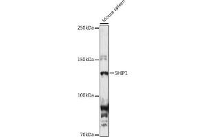 Western blot analysis of extracts of Mouse spleen, using SHIP1 antibody (ABIN3015068, ABIN3015069, ABIN6213623 and ABIN6213625) at 1:1000 dilution. (INPP5D antibody  (AA 959-1188))