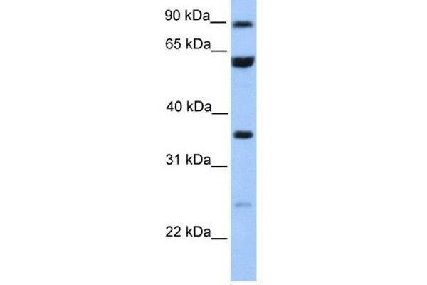 CCDC7 antibody  (N-Term)
