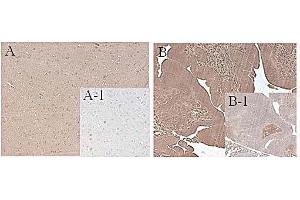 Immunohistochemical staining of mouse FTO using anti-FTO (mouse), mAb (FT62-6)  in mouse tissue (1:500 dilution, 200X). (FTO antibody)