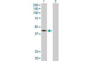 Western Blot analysis of CANT1 expression in transfected 293T cell line by CANT1 MaxPab polyclonal antibody. (CANT1 antibody  (AA 1-401))