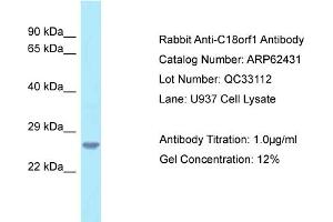 Western Blotting (WB) image for anti-Chromosome 18 Open Reading Frame 1 (C18orf1) (C-Term) antibody (ABIN2789140) (C18orf1 antibody  (C-Term))