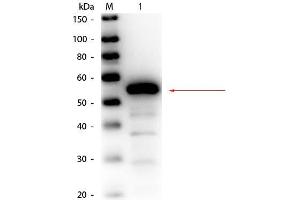 Western Blot of Rabbit anti-Esterase Antibody Biotin Conjugated. (Esterase antibody  (Biotin))