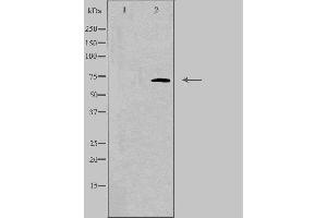 Western blot analysis of extracts from Jurkat cells, using ELF4 antibody. (Elf4 antibody  (Internal Region))