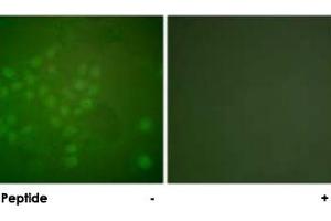 Immunofluorescence analysis of A-549 cells, using RAD17 polyclonal antibody . (RAD17 antibody)