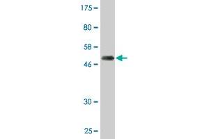 Western Blot detection against Immunogen (50. (PSMD10 antibody  (AA 1-226))