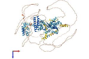 RFC1 Protein (AA 1-1148) (His tag)