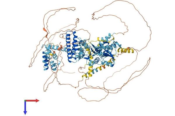 RFC1 Protein (AA 1-1148) (His tag)