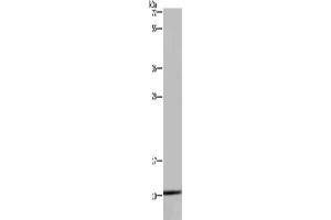 Gel: 10 % SDS-PAGE, Lysate: 40 μg, Lane: Hela cells, Primary antibody: ABIN7130361(NDUFA1 Antibody) at dilution 1/400, Secondary antibody: Goat anti rabbit IgG at 1/8000 dilution, Exposure time: 10 seconds (NDUFA1 antibody)