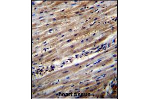 DUS1L Antibody (C-term) (ABIN656451 and ABIN2845736) immunohistochemistry analysis in formalin fixed and paraffin embedded human heart tissue followed by peroxidase conjugation of the secondary antibody and DAB staining.