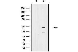 Western blot analysis of lysates from Mouse heart, using Phospho-CtBP1 (Ser422) Antibody.