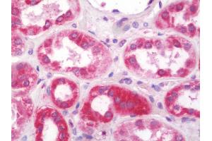 Anti-NDUFS5 antibody IHC staining of human kidney. (NDUFS5 antibody  (FITC))