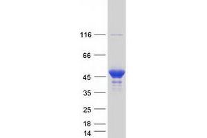 Validation with Western Blot (PRMT1 Protein (Transcript Variant 1) (Myc-DYKDDDDK Tag))