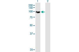Western Blotting (WB) image for anti-Minichromosome Maintenance Deficient 4 (MCM4) (AA 1-863) antibody (ABIN517777)