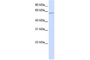 Karyopherin Alpha 5 antibody used at 1 ug/ml to detect target protein.