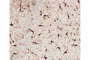IHC-P: GFAP antibody testing of mouse brain tissue (GFAP antibody  (AA 93-432))
