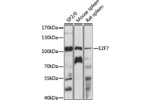 E2F7 anticorps  (AA 540-740)