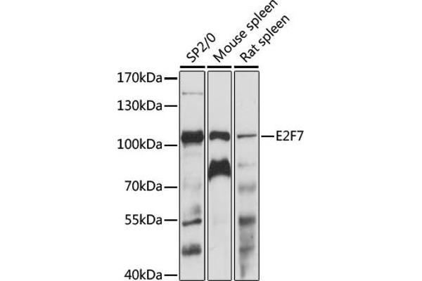 E2F7 anticorps  (AA 540-740)