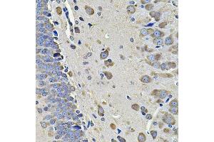 Immunohistochemistry of paraffin-embedded rat brain using EIF3C Antibody. (EIF3C antibody  (AA 694-913))