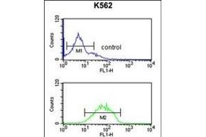 HHAT Antibody (N-term) (ABIN651694 and ABIN2840363) flow cytometric analysis of K562 cells (bottom histogram) compared to a negative control cell (top histogram). (HHAT antibody  (N-Term))