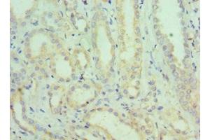 Immunohistochemistry of paraffin-embedded human kidney tissue using ABIN7168831 at dilution of 1:100 (SEMG1 antibody  (AA 24-310))
