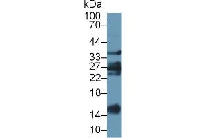 Western Blot; Sample: Caprine Liver lysate; Primary Ab: 1µg/ml Rabbit Anti-Ovine GAL1 Antibody Second Ab: 0. (LGALS1/Galectin 1 antibody  (AA 2-135))