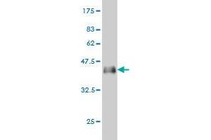 Western Blot detection against Immunogen (37. (CBY1/PGEA1 antibody  (AA 18-126))