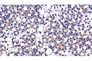 Detection of CASP9 in Mouse Kidney Tissue using Polyclonal Antibody to Caspase 9 (CASP9) (Caspase 9 antibody  (AA 1-200))