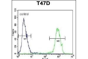 PENK Antibody (Center) (ABIN652070 and ABIN2840535) flow cytometric analysis of T47D cells (right histogram) compared to a negative control cell (left histogram). (Enkephalin antibody  (AA 145-174))