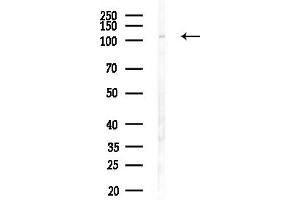 anti-Mediator Complex Subunit 24 (MED24) (C-Term) antibody