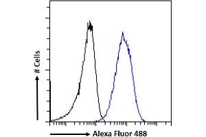 (ABIN184935) Flow cytometric analysis of paraformaldehyde fixed A431 cells (blue line), permeabilized with 0. (RNF13 antibody  (C-Term))