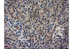 Immunohistochemical staining of paraffin-embedded Human pancreas tissue using anti-GUK1 mouse monoclonal antibody. (GUK1 antibody)