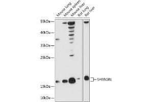 Western blot analysis of extracts of various cell lines, using SH3BGRL antibody (ABIN7270277) at 1:1000 dilution. (SH3BGRL antibody  (AA 1-114))