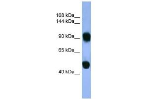 WB Suggested Anti-AP1B1 Antibody Titration: 0. (AP1B1 antibody  (C-Term))