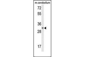 Western blot analysis of DAGLB Antibody (Center) in Mouse cerebellum tissue lysates (35ug/lane). (DAGLB antibody  (Middle Region))