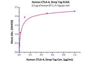 Binding Studies (Bind) image for CD80 (CD80) (AA 35-242) (Active) protein (Fc Tag) (ABIN2180845)