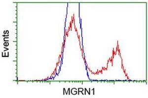 HEK293T cells transfected with either RC208284 overexpress plasmid (Red) or empty vector control plasmid (Blue) were immunostained by anti-MGRN1 antibody (ABIN2454433), and then analyzed by flow cytometry. (Mahogunin RING Finger Protein 1 antibody)