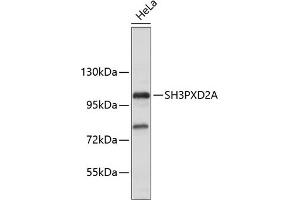 Western blot analysis of extracts of HeLa cells, using SH3PXD2A antibody (ABIN6135104, ABIN6147731 and ABIN7101844). (SH3PXD2A antibody)