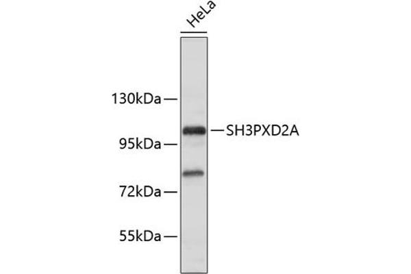 SH3PXD2A antibody