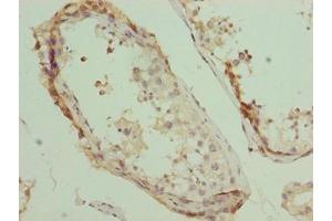 Immunohistochemistry of paraffin-embedded human testis tissue using ABIN7163654 at dilution of 1:100
