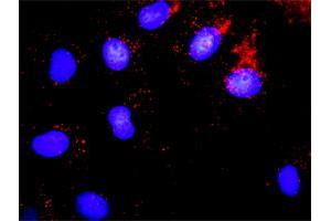 Proximity Ligation Analysis of protein-protein interactions between MYBL2 and RBL1. (p107 antibody  (AA 905-1014))