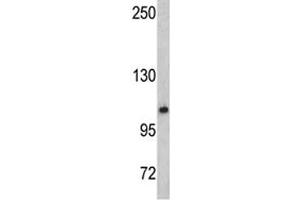 Western blot analysis of OGT antibody and mouse bladder tissue lysate (OGT antibody  (AA 1017-1046))