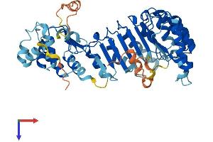 PRAME Family Member 22 (PRAMEF22) (AA 1-481) protein (His tag)