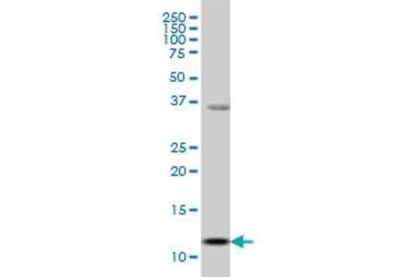 S100A13 antibody  (AA 1-98)