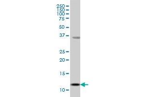 S100A13 monoclonal antibody (M01), clone 3A7 Western Blot analysis of S100A13 expression in MCF-7 .